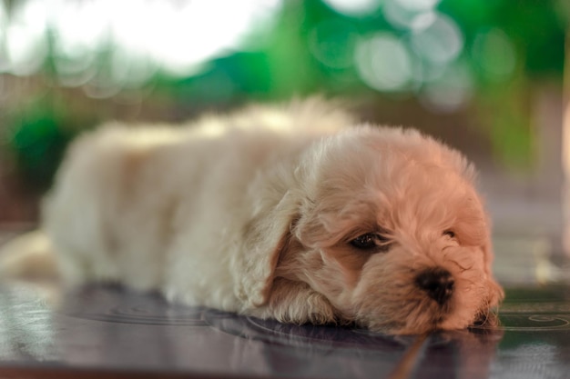 Portrait of dog lying down