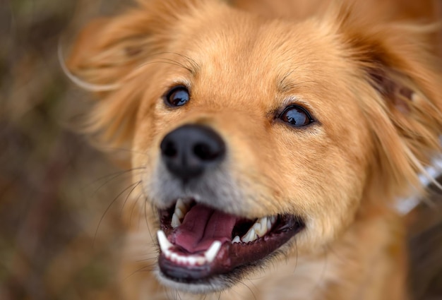 Portrait of the dog Mixed breed dog