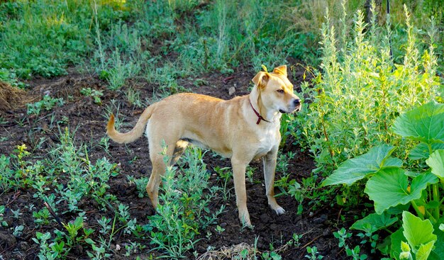 Portrait of a dog mixed breed young American Staffordshire Terrier in nature