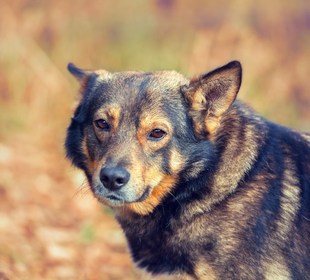 Portrait of dog outdoors in autumn