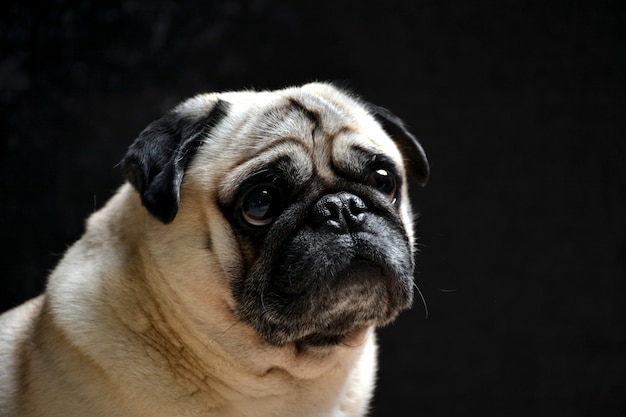 Portrait of dog pug 