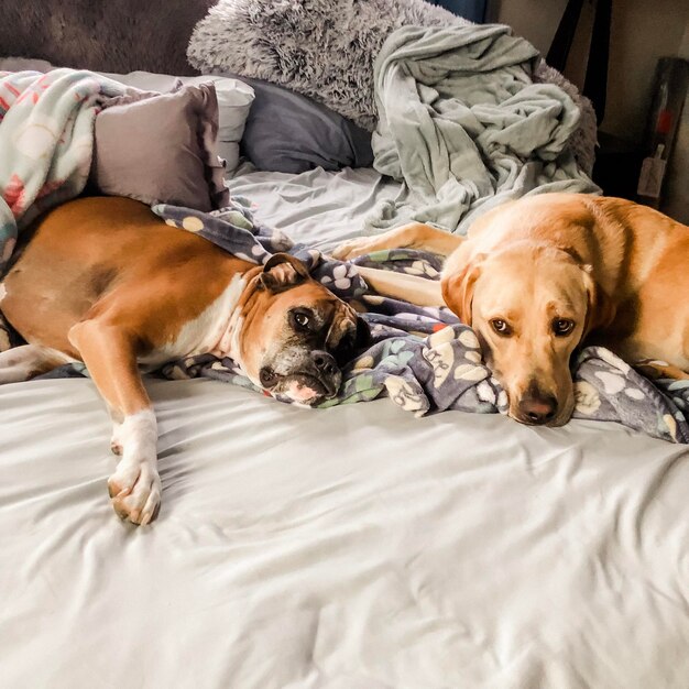 Portrait of dog resting on bed at home