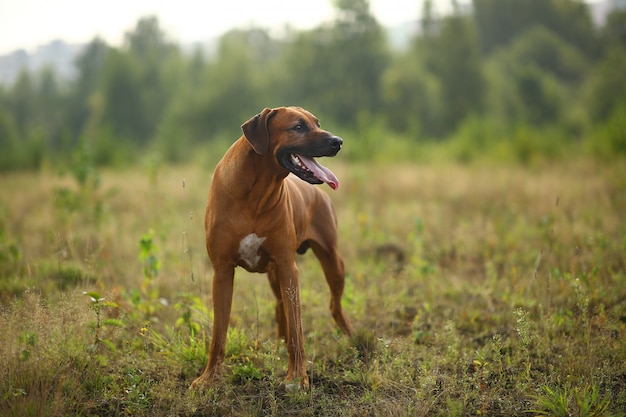 Portrait of a Dog rhodesian ridgeback standing outdoors on a green field