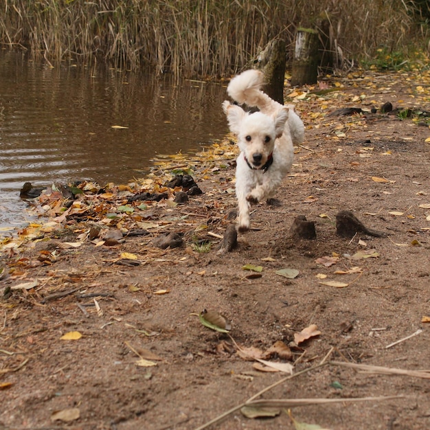 Portrait of dog running in mud