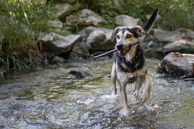 Portrait of dog running in water