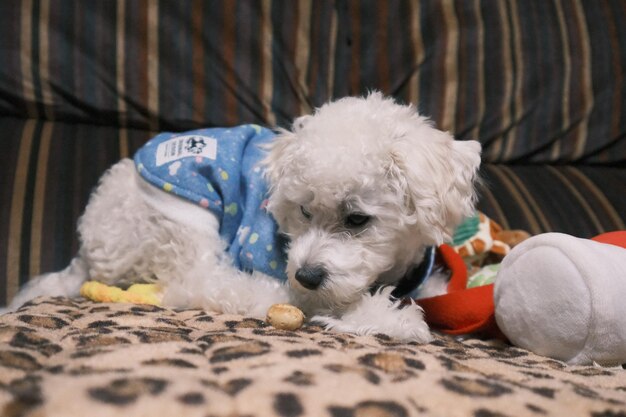 Photo portrait of dog sitting on bed at home