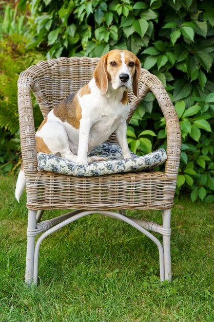 Portrait of dog sitting on chair