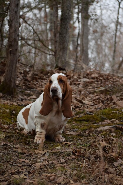 Photo portrait of dog sitting on field in forest