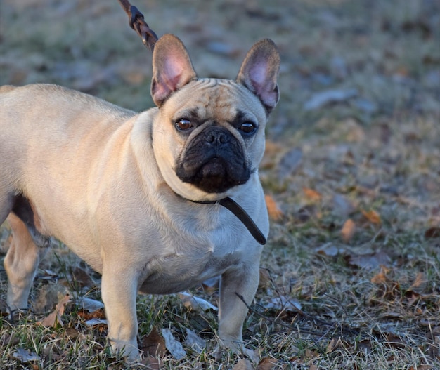 Photo portrait of a dog standing on field