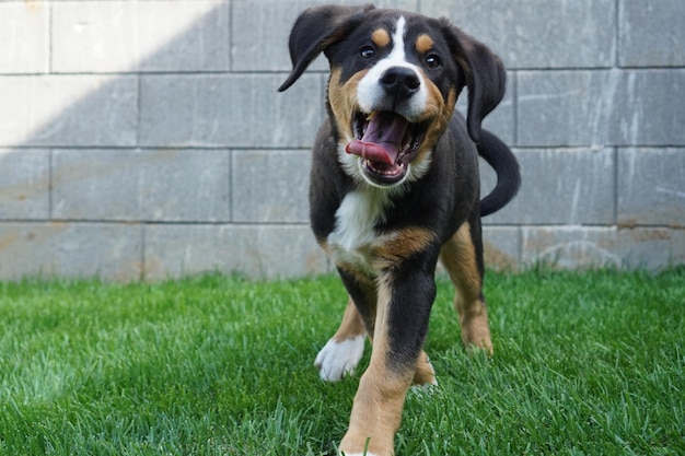 Photo portrait of dog standing on grass