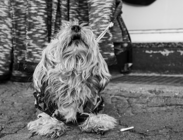 Photo portrait of dog standing outdoors