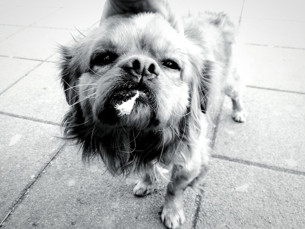 Photo portrait of dog standing outdoors