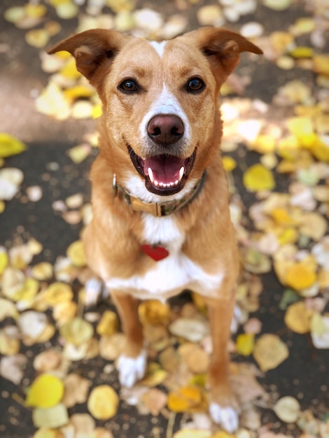 Portrait of dog standing outdoors