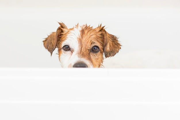 Photo portrait of dog sticking out tongue against white background