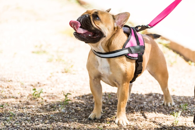 Portrait of dog sticking out tongue dog breed bulldog