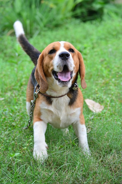 Portrait of dog sticking out tongue on field