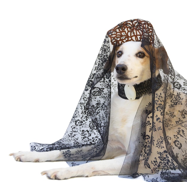 Portrait of a dog with comb and spanish mantilla Argentine May Revolution celebration