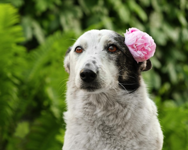 Portrait of a dog with rose flower behind her ear lying on pavement