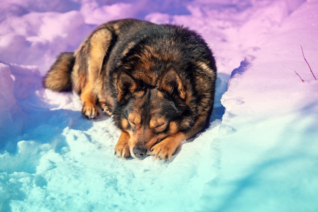 Portrait of the dog wolf hybrid sleeping on the snow in winter