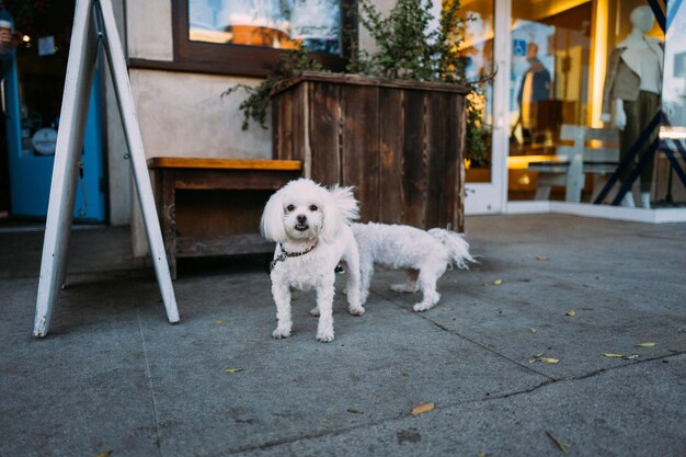 Photo portrait of dog