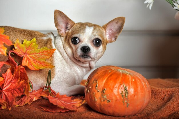 Portrait of a dog