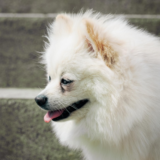 Portrait of a dogs head beige pomeranian in profile