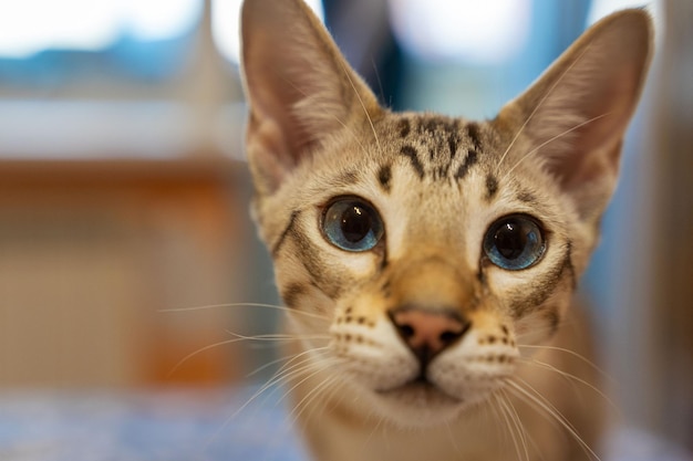 Portrait of a domestic cat a mixture of Bengali and Oriental breeds