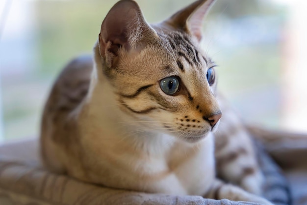 Portrait of a domestic cat a mixture of Bengali and Oriental breeds