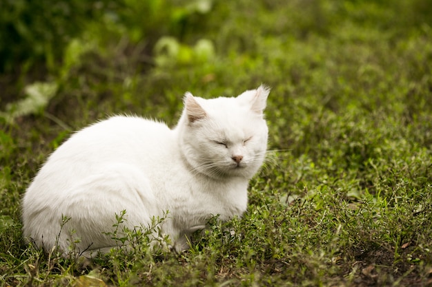 Portrait of a domestic cat of white color with big eyes. White cat with a pink nose. White Russian breed of cats.