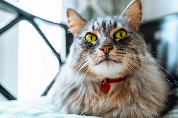 Portrait of domestic cat with red heart pendant