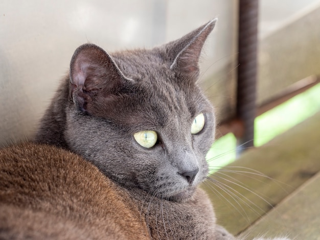 Portrait of a domestic gray cat with yellow eyes of a Russian blue breed.