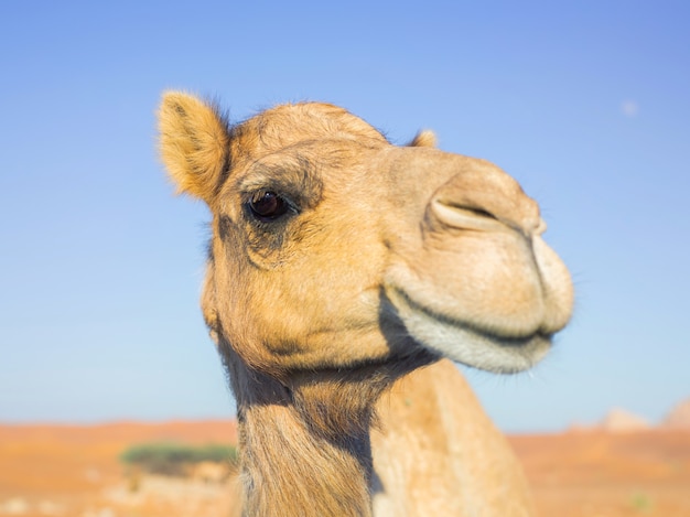 Portrait of Dubai desert wild camel