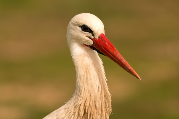 Portrait of a elegant stork  