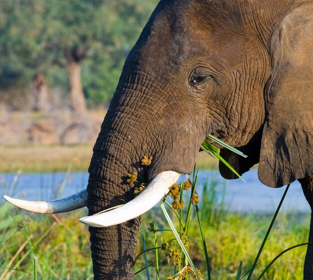 Portrait of the elephant close-up