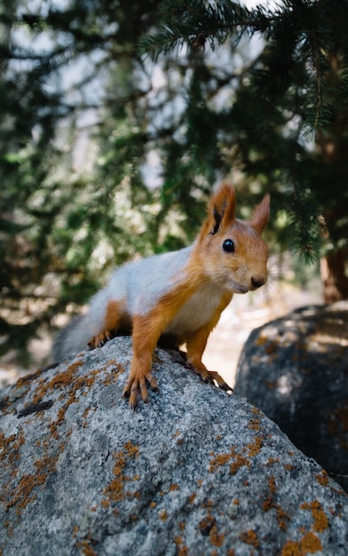 Portrait of Eurasian red squirrel looking curiously at camera