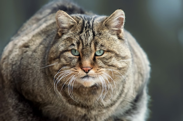 Portrait European Wild Cat (Felis silvestris)