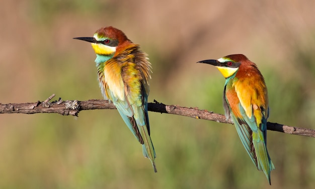 Portrait of a family of European bee-eater, which sit in the morning on a branch