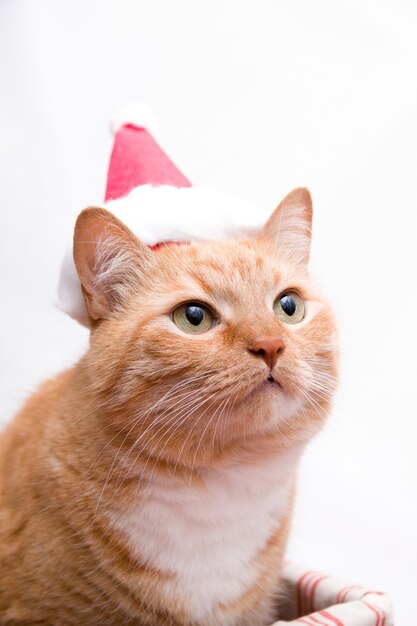 Portrait of a fat cute ginger cat in a santa claus hat on a white background, red cat