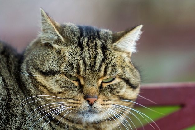 Portrait of a fat striped cat with green eyes