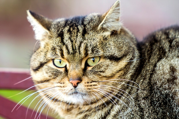 Portrait of a fat striped cat with green eyes