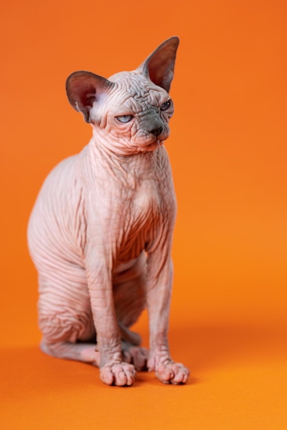 Portrait of female Sphynx Hairless Cat sitting with sad look on orange background