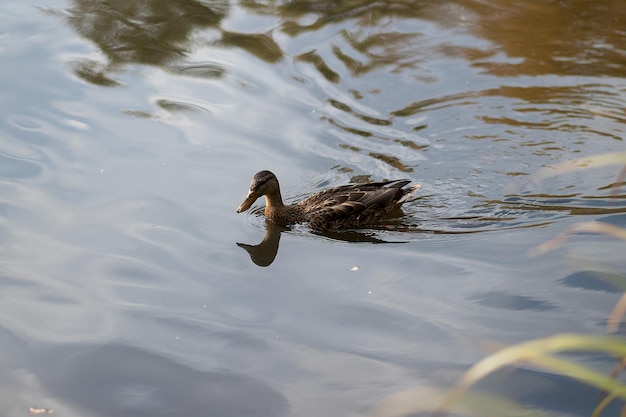 Portrait of a females of duck on the water