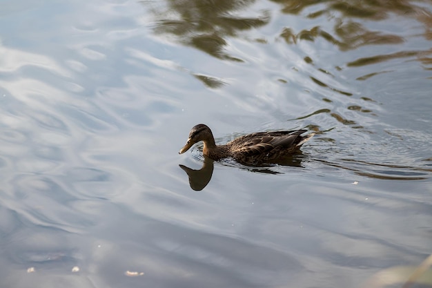 Portrait of a females of duck on the water