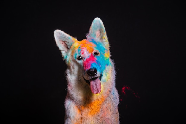 Portrait of a fighting dog in paint on a black background