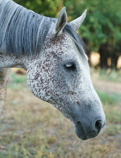 Portrait of a fleabitten grey