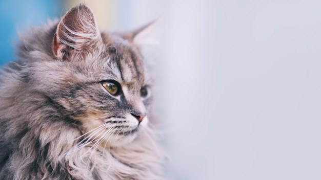 Portrait of a fluffy gray cat beautiful expressive eyes