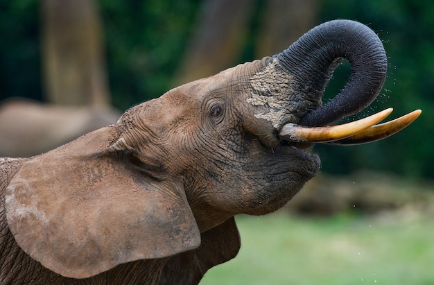 Portrait of the forest elephant. Central African Republic. Republic of Congo. Dzanga-Sangha Special Reserve.