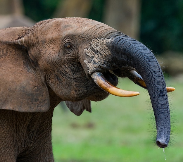 Portrait of the forest elephant. Central African Republic. Republic of Congo. Dzanga-Sangha Special Reserve.