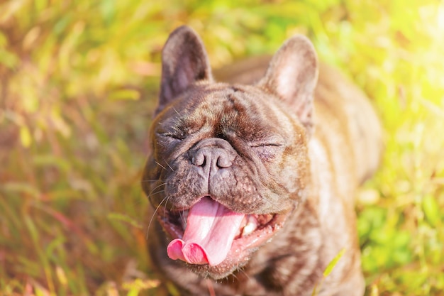 Portrait of a French brindle bulldog with black color Dog on the background of green grass