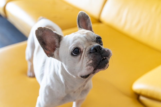 Portrait of french bulldog at home. Horizontal view of sad puppy isolated on yellow background.